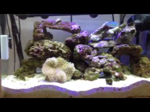 Marine aquarium