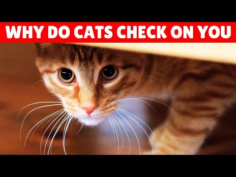 Why Cats Keep Checking on Their Owners?