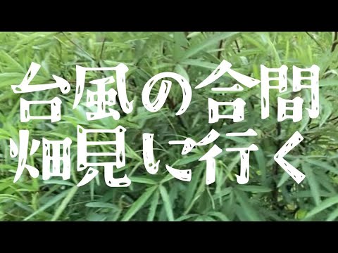 台風の合間に畑へ#無肥料 #無農薬 #家庭菜園