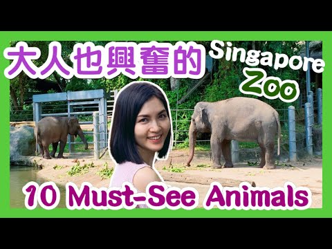 大人也興奮的新加坡動物園 Singapore Zoo丨One of the Best Rainforest Zoos丨10種不能錯過的動物 Must-See Animals丨River Wonders