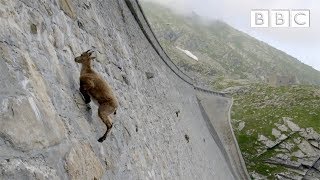 The incredible ibex defies gravity and climbs a dam | Forces of Nature with Brian Cox - BBC