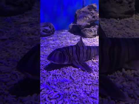 屏東海生館-斑紋異齒鮫 Zebra Bullhead Shark (National Museum of Marine Biology and Aquarium) #shark #animal