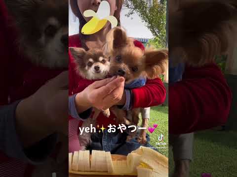 yeh〜🐶💕🐶おやつーだぜ