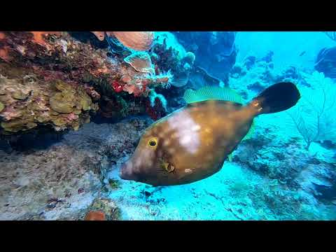 More Surprisingly Good Diving from Akumal Mexico March 2019 GoPro7Black