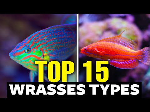 The 15 Most Incredible Types of Wrasses