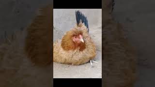 Funny Hen Sound 🐔 Hen Voice - Murgi Ki Awaaz #shorts