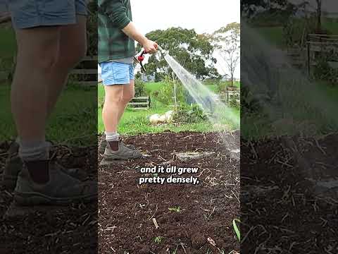 Growing FOOD For ANIMALS 🐔🦃🐑 #chickens #friendsnotfood