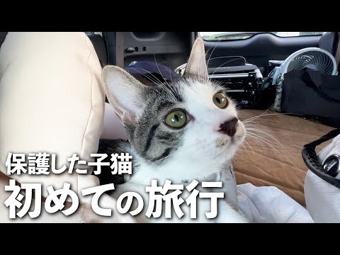 保護した子猫と初めて一泊旅行！ペットと泊まれる宿に泊まってみた｜犬と猫｜保護猫｜大きいトイプードル