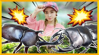 懸念滿滿的對決！獨角仙大戰機器人蝎子 | 愛麗和故事 EllieAndStory