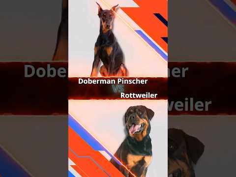 Dog Showdown: Doberman Pinscher vs Rottweiler 🐕⚔️ #doglover #dogshorts #doberman #rottweiler #shorts