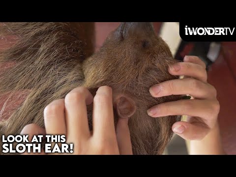 Super Cute Sloth Has Human Looking Ears