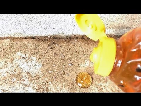 Pouring Honey on an Ant Nest | Fascinating Ant Behavior & Reactions