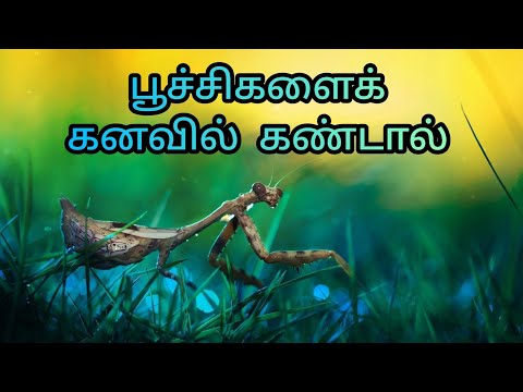 பூச்சிகளைக் கனவில் கண்டால் | insects in dream | dream interpretation in tamil | kanavupalan