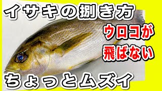 イサキのさばき方刺身【ウロコを剥がずに】簡単さばき動画How to filet Striped Pigfish