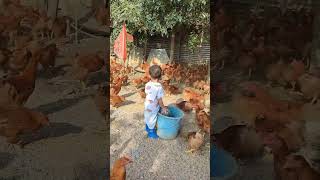 Rural children, novice chicken farmers, rural free-range chickens, free-range chickens #128