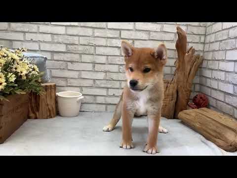 Red Shiba Inu - Chuck