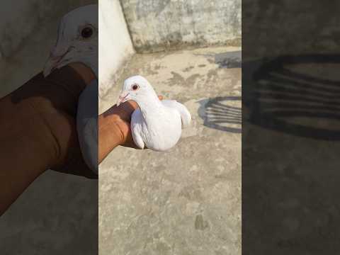 White Humar Pigeon In Darbhanga Bihar 💖 // Sell Fancy Pigeon In Darbhanga Bihar #shots #pigeon