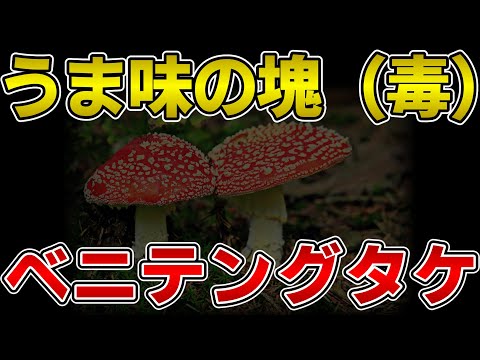 ゆっくり毒物vol.8Re　ベニテングタケ【ゆっくり解説】