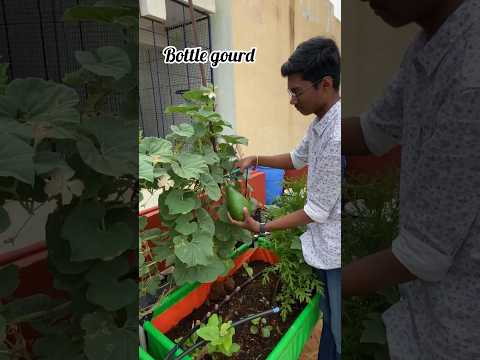 Vegetables harvest ❤️