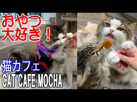 おやつ大好き！猫カフェMOCHA（モカ）立川店に行ってみた CAT CAFÉ MOCHA