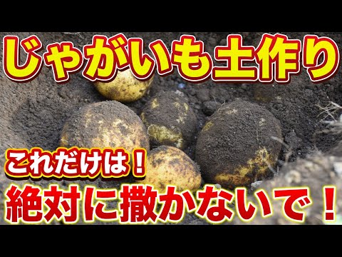 【じゃがいも土づくり】収量が格段に上がります！そうか病にかかりにくい土作り！