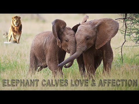 Elephant Calves Love & Affection | Cute & Funny Baby Elephants | Most Funny & Cute Baby Elephants