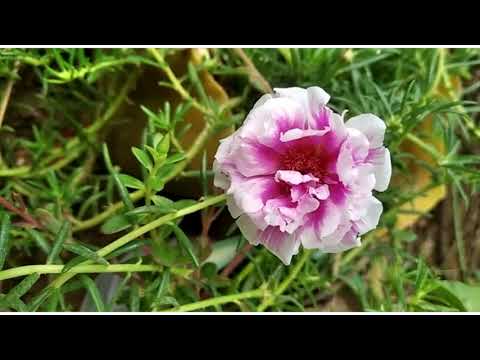 Table rose flower ||dharas house