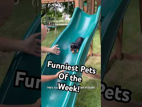 Playground Pup | Funniest Pets of the Week