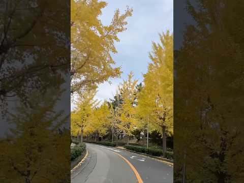 【紅葉　いちょう並木】紅葉　いちょう並木おすすめスポット