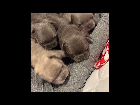 25 Day Old Frenchie Puppies Back in Action! Rescue Litter 💕