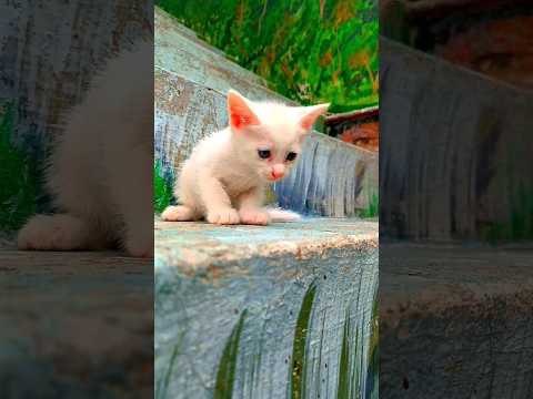 Cuteness show by small kitto #cutestreetcats #cuteanimal #cute #poorcat