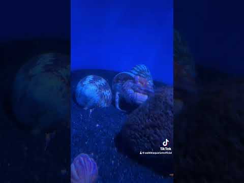 Crab Gets an Anemone For Christmas