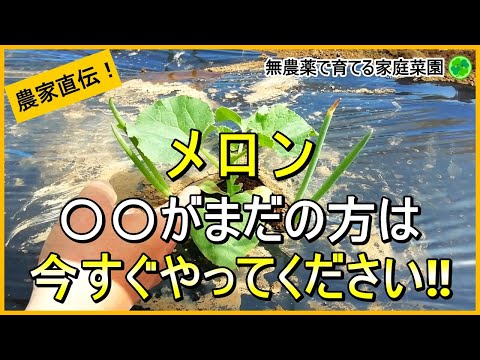 【メロン栽培】病気に強い植え付けのコツから摘芯まで解説！【有機農家直伝！無農薬で育てる家庭菜園】　24/5/21