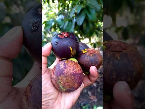 mangosteen💜#gardendreams #garden #agriculture # farming#youtubeshorts #mangosteen#wayanadu #olympics