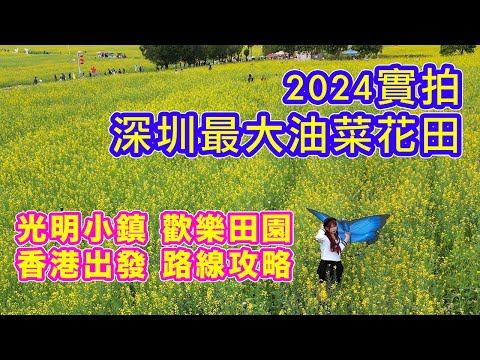 【光明小鎮 - 歡樂田園 油菜花田】西九龍高鐵站出發 | 深圳最大油菜花田 | 光明城站 | 圳美站 | 光明藍鯨世界 | 航拍油菜花田