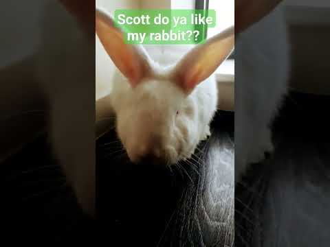 @scottfrenzel #sugarhigh #rabbit #music #trending #scottfrenzel #fypシ