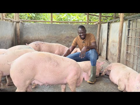 From Losses To Owning A successful Commercial Pig Farm in Uganda