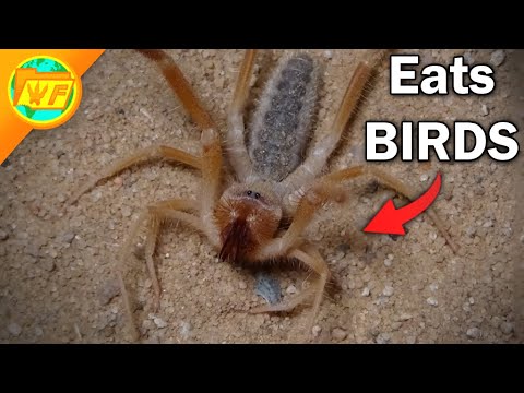 The Insane Truth About CAMEL SPIDERS