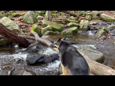 Ep192 Winter Hiking with our German Shepherd - Hiking with Dog in the wilderness - forest