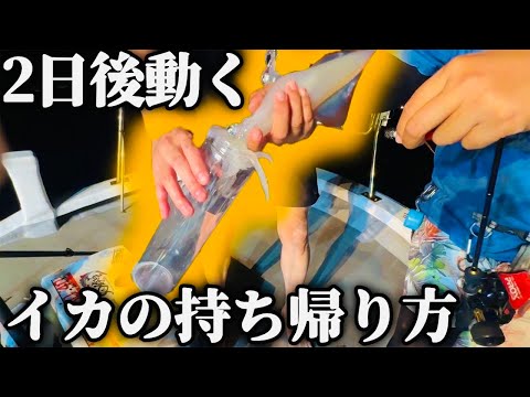 【秘密でしたが】48時間後まだ動くイカの絞め方と筒で持ち帰る荒技を教えます。