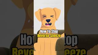 How To Stop Reverse Sneeze #reversesneeze #dogs #dogshorts #dogtips #doglover