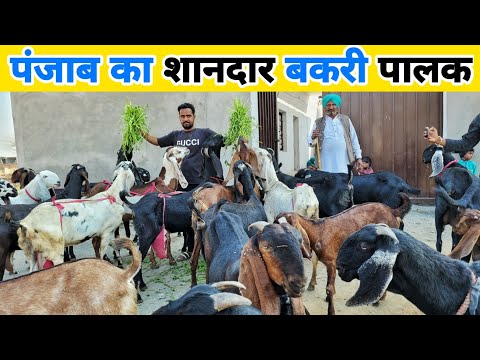 बकरी पालन से लाखों कामता युवा | Successful goat farming business