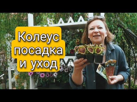 ПРЕКРАСНЫЕ КОЛЕУСЫ | ТОНКОСТИ ВЫРАЩИВАНИЯ | КОЛЕУСЫ ПОСАДКА И УХОД | Светлана Самойлова