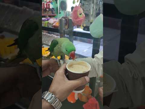 Parrot having tea #umaisavlogs