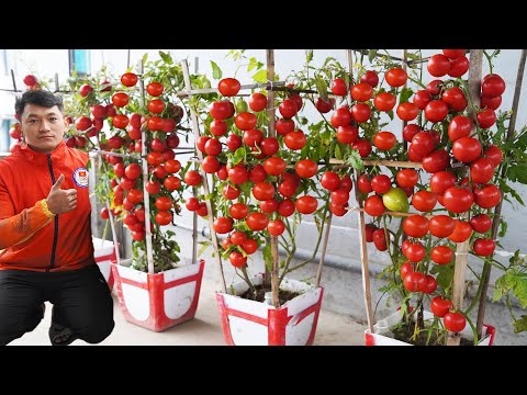 Without A Garden, I Grow Tomatoes In Plastic Chairs And The Fruit Grows Like Crazy