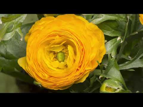 Time Lapse Flower Opening | Copyright Free Video Footage