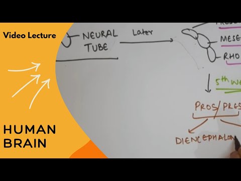 Development of Brain (Neural Tube) I by Dr. Nikita