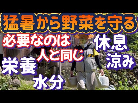 【美味しい夏野菜を沢山収穫する為に】猛暑時のお世話で差が出る