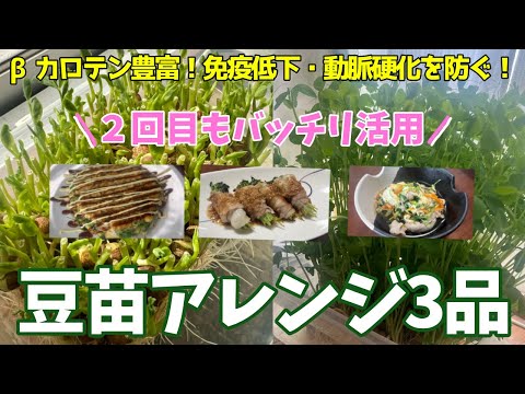 【豆苗レシピ】豆苗で主役級のおかず3品をご紹介😋