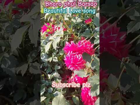 Baharo Phull Barsao #viralvideo #shortsviral #songstatus #viral #youtubeshorts #youtubeshorts